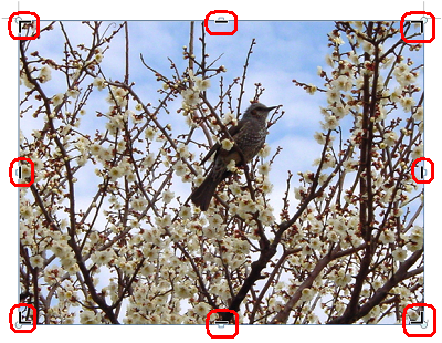 写真の四隅と辺の中央に「黒い線」が表示されるので、黒い線を写真の内側にドラッグし、写真の一部を切り出します