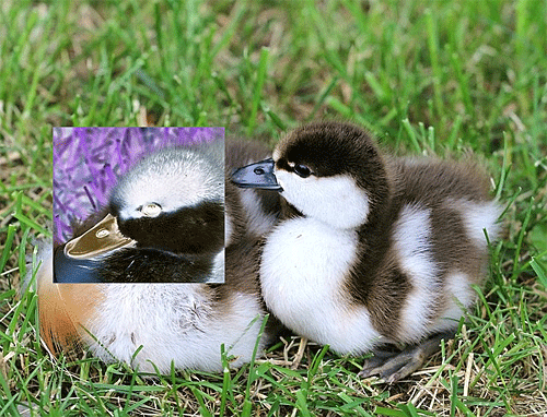 画像の一部の色が反転されたことを確認してください
