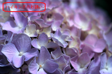 画像の中に文字が挿入できたことを確認してください
